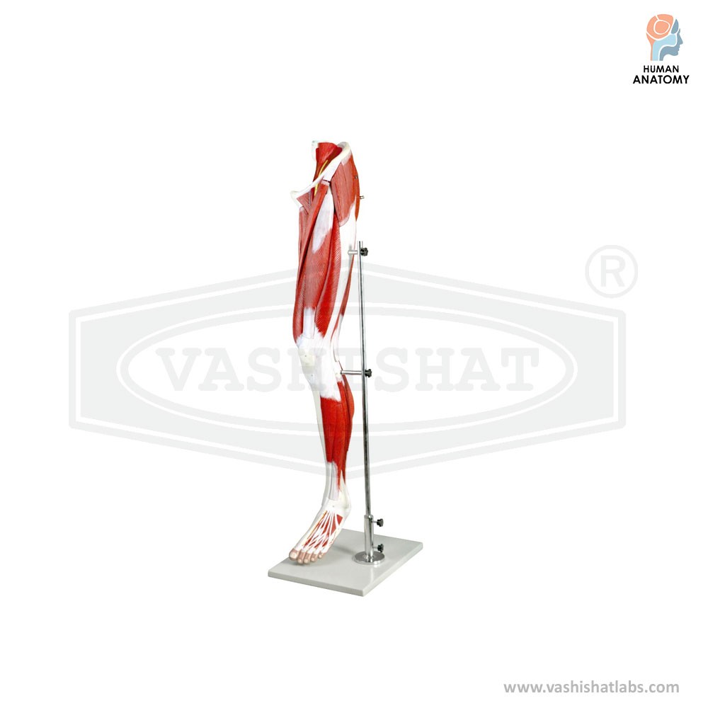 Human Muscular Leg Anatomy Model